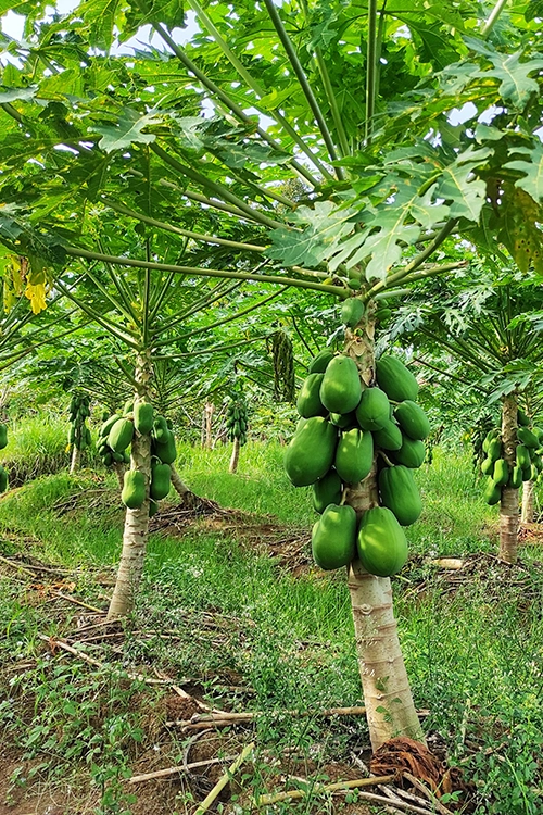 Dragon-fruits Plants in Grow Up Genetics